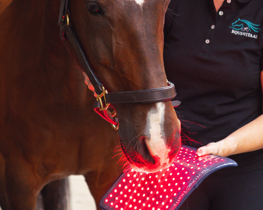 Lichttherapie bij paarden