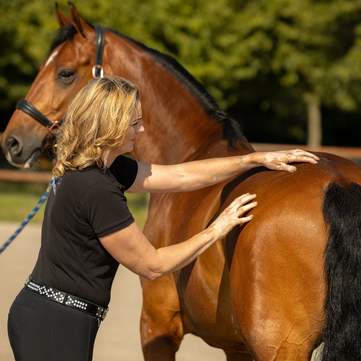 Cursus Sportmassage voor paarden