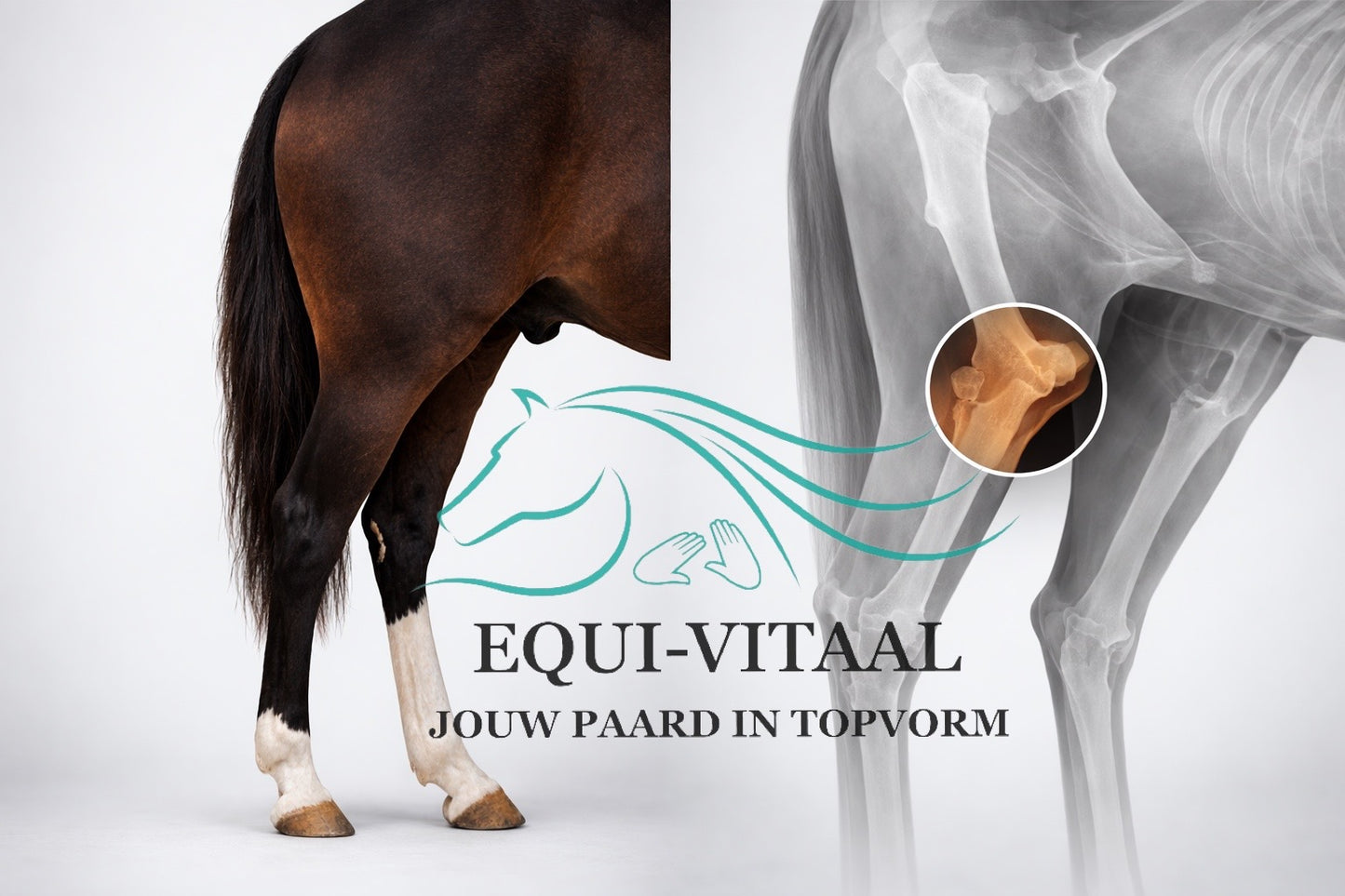 Dissectie Avond - Knie van het Paard (2 van 5)