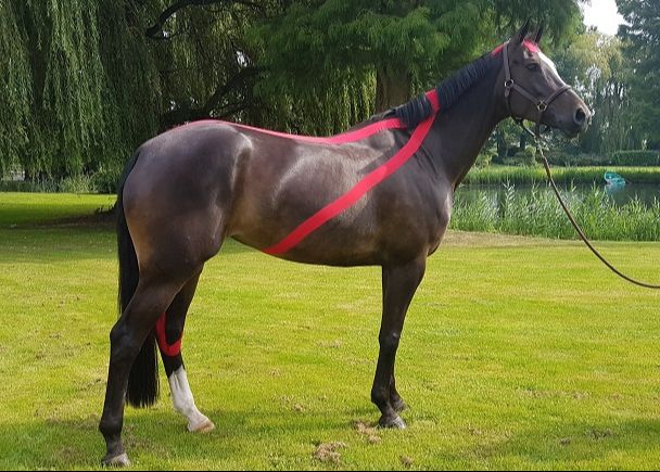 Fascia Praktijkdagen