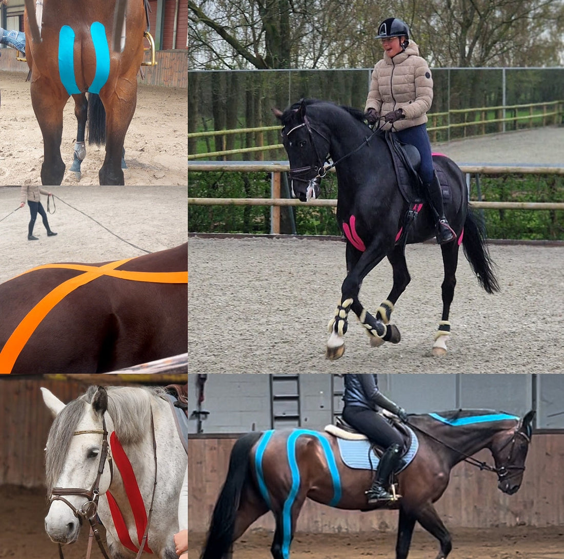 ✨ 2-daagse Paarden Taping Cursus ✨