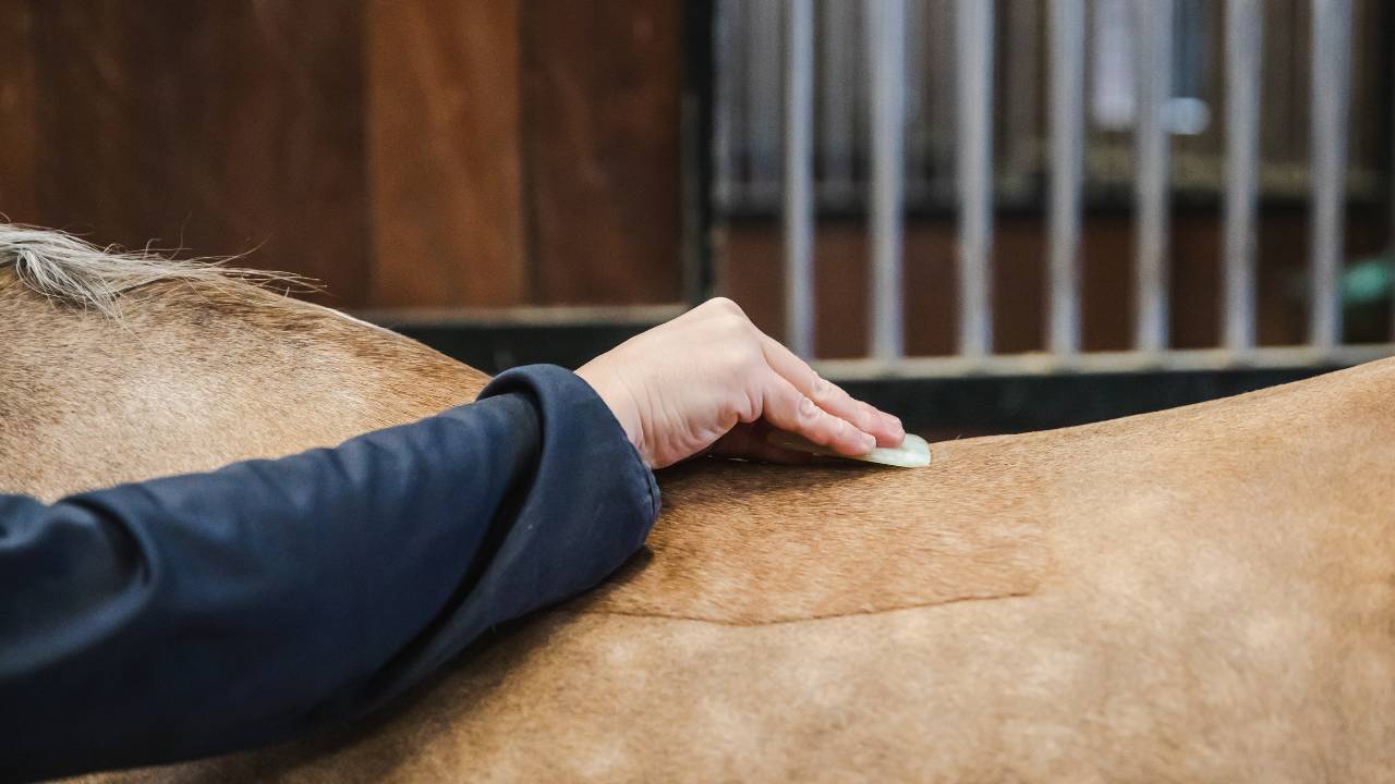 Fascia Praktijkdagen