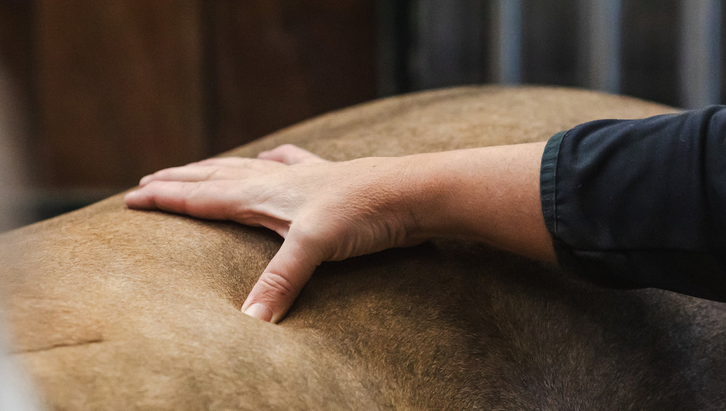 Fascia Praktijkdagen