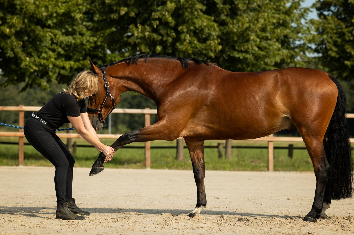 Cursus Mobiliseren & Stretchen