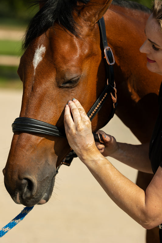 Cursus Het Paardenhoofd
