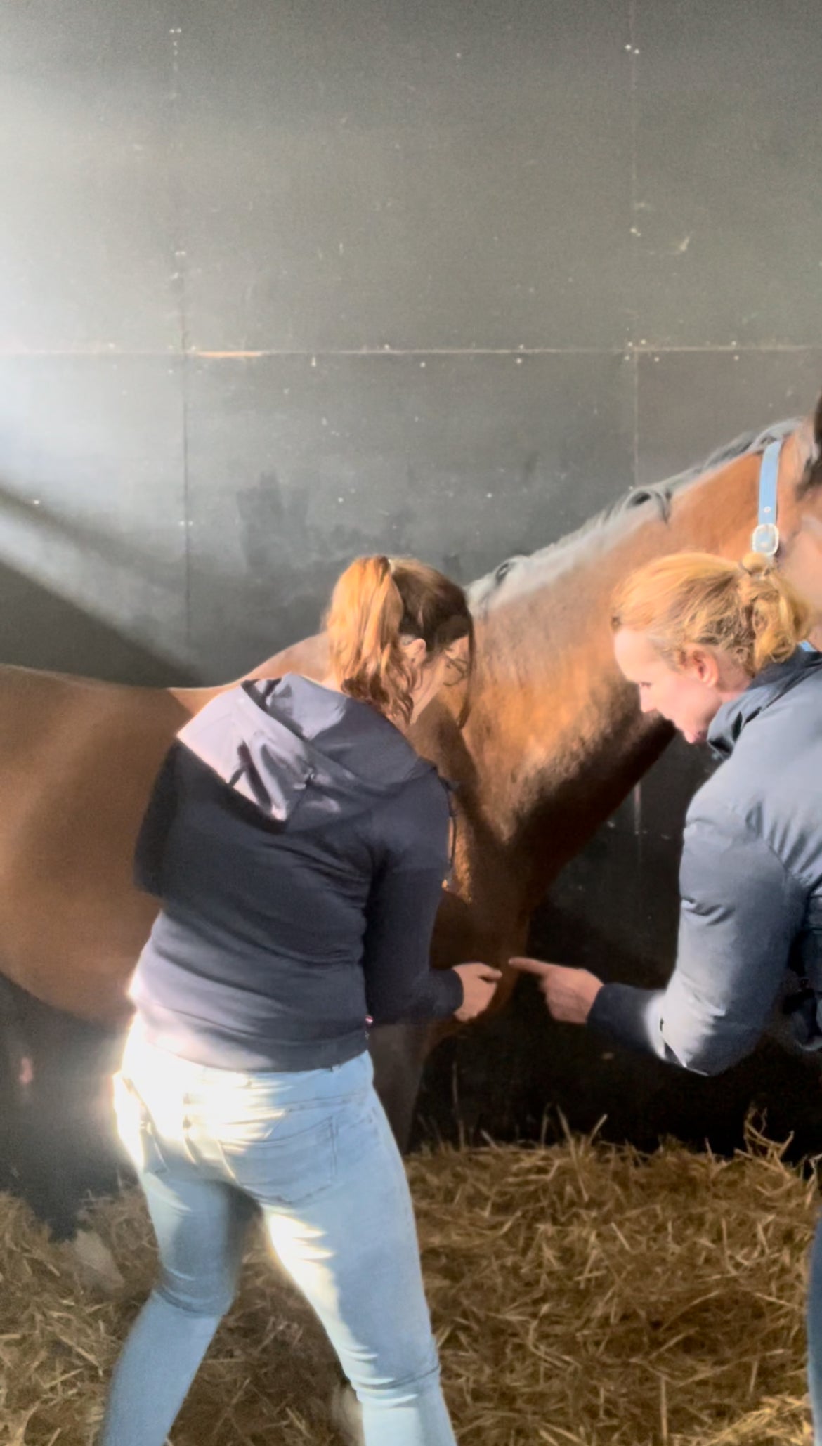 Video laden: Opleiding equi vitaal